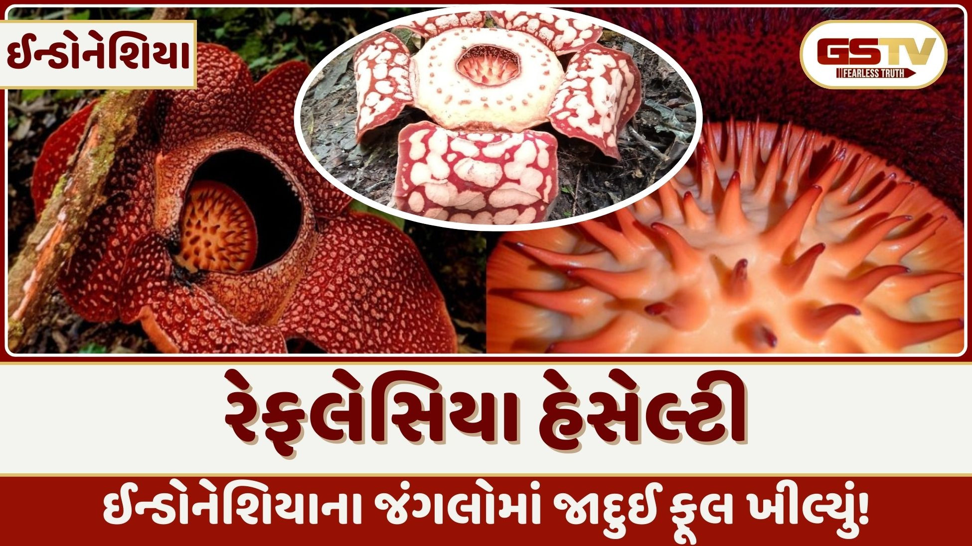 13 વર્ષની ભારે જહેમત બાદ સંશોધકને મળી સફળતા, જંગલમાં ખીલતું જોવા મળ્યું જાદુઈ ફૂલ, જાણો શું છે ખાસિયત!