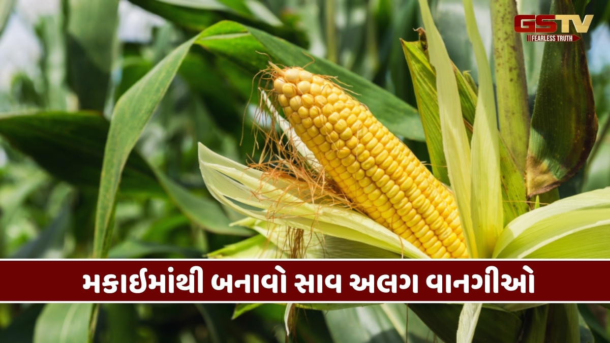 Recipe : શિયાળામાં બનાવો મકાઇમાંથી સ્વાદિષ્ટ વાનગીઓ, જાણો બનાવવાની રીત