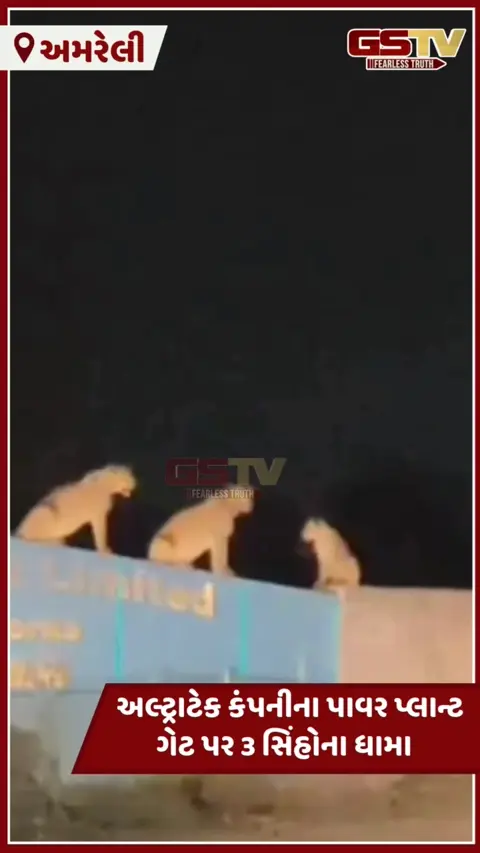 Video: Amreliમાં અલ્ટ્રાટેક સિમેન્ટ કંપનીના TPP પાવર પ્લાન્ટના ગેટ પર સિંહ પરિવારના ધામા