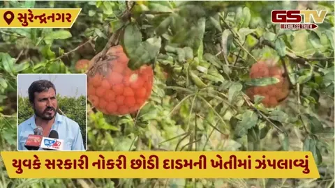 Surendranagar: સરકારી નોકરી છોડી યુવકે દાડમની ખેતી કરી લાખો રુપિયાની કમાણી કરી