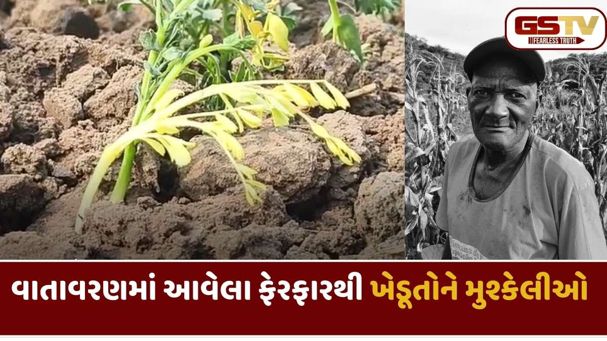 Sabarkantha news: વાદળછાયા વાતાવરણમાં રવી પાકમાં રોગચાળાથી સાબરકાંઠાના ખેડૂતોનો પાક બરબાદ થવાની તૈયારીમાં