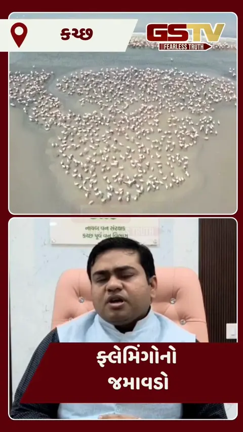 Video/  ગુલાબી રંગે રંગાયું Kutchનું રણ, 1 લાખથી વધુ સુરખાબનો જમાવડો