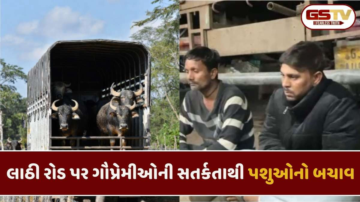 Amreli news: સાવરકુંડલામાં કતલખાને લઈ જવાતી 11 ભેંસ સાથે ટ્રક ઝડપાઈ, 2 શખ્સોની અટકાયત