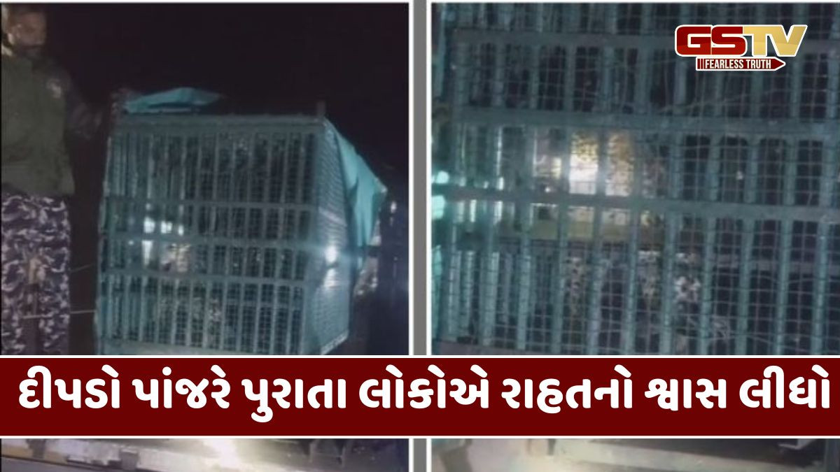 Amreli: બાળકીનો ભોગ લેનાર માનવભક્ષી દીપડાને વન વિભાગની ટીમે પાંજરે પૂર્યો