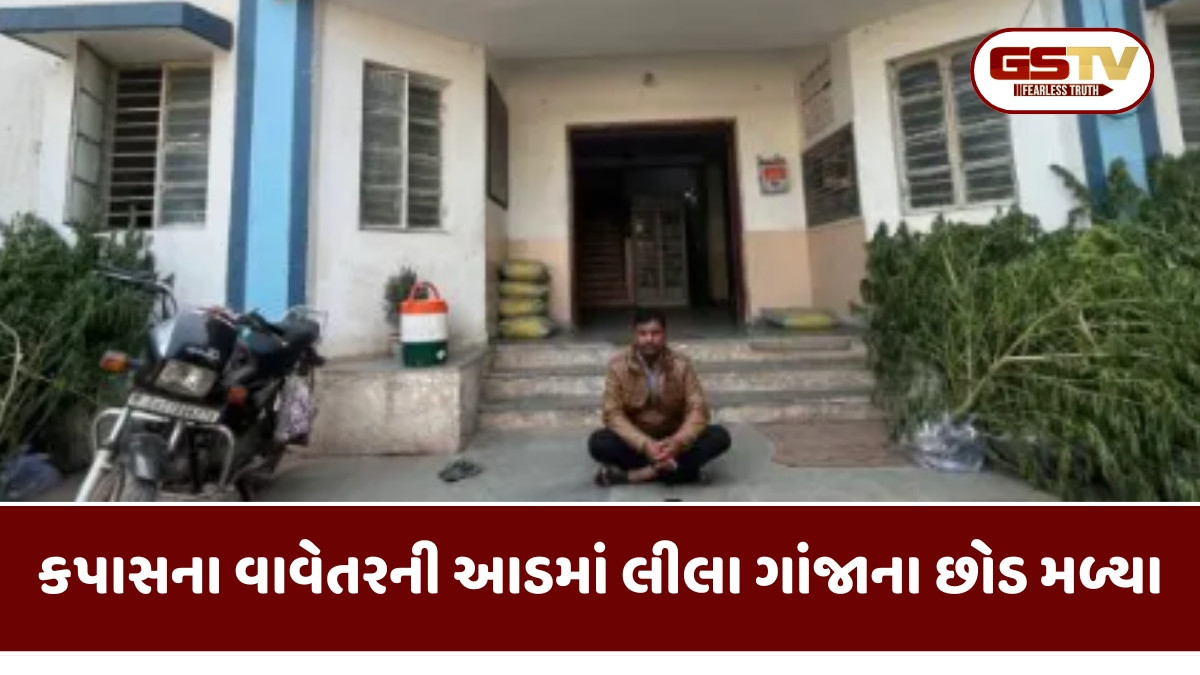 Botad news: રાણપુરમાં કપાસની આડમાં ગાંજાનું વાવતેર ઝડપાયું, SOGએ એક શખ્સની કરી ધરપકડ