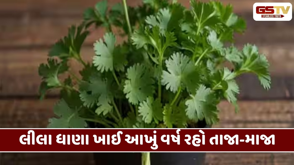 Health Tips :શિયાળામાં આરોગ્ય માટે વરદાન સમાન છે લીલી કોથમીર, સેવન કરવાથી થાય છે ઘણા ફાયદા
