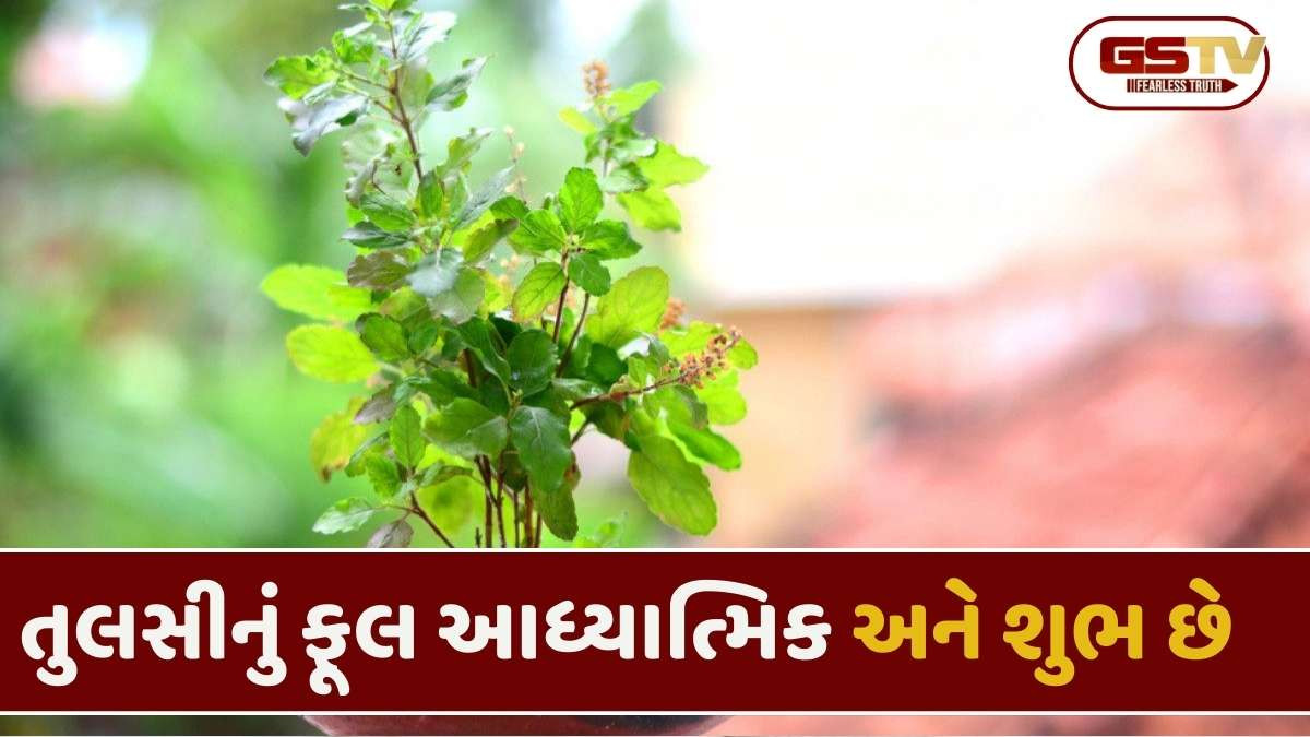 Religion: તુલસીના ફૂલનો અર્થ શું છે? ધાર્મિક અને વૈજ્ઞાનિક કારણો જાણો
