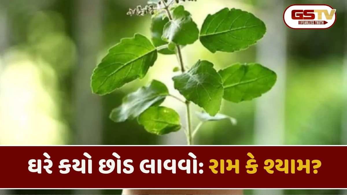 Religion: ઘરમાં કયા પ્રકારનો તુલસીનો છોડ લગાવવો શુભ છે: રામ કે શ્યામ? નાની ભૂલ મોંઘી સાબિત થઈ શકે છે