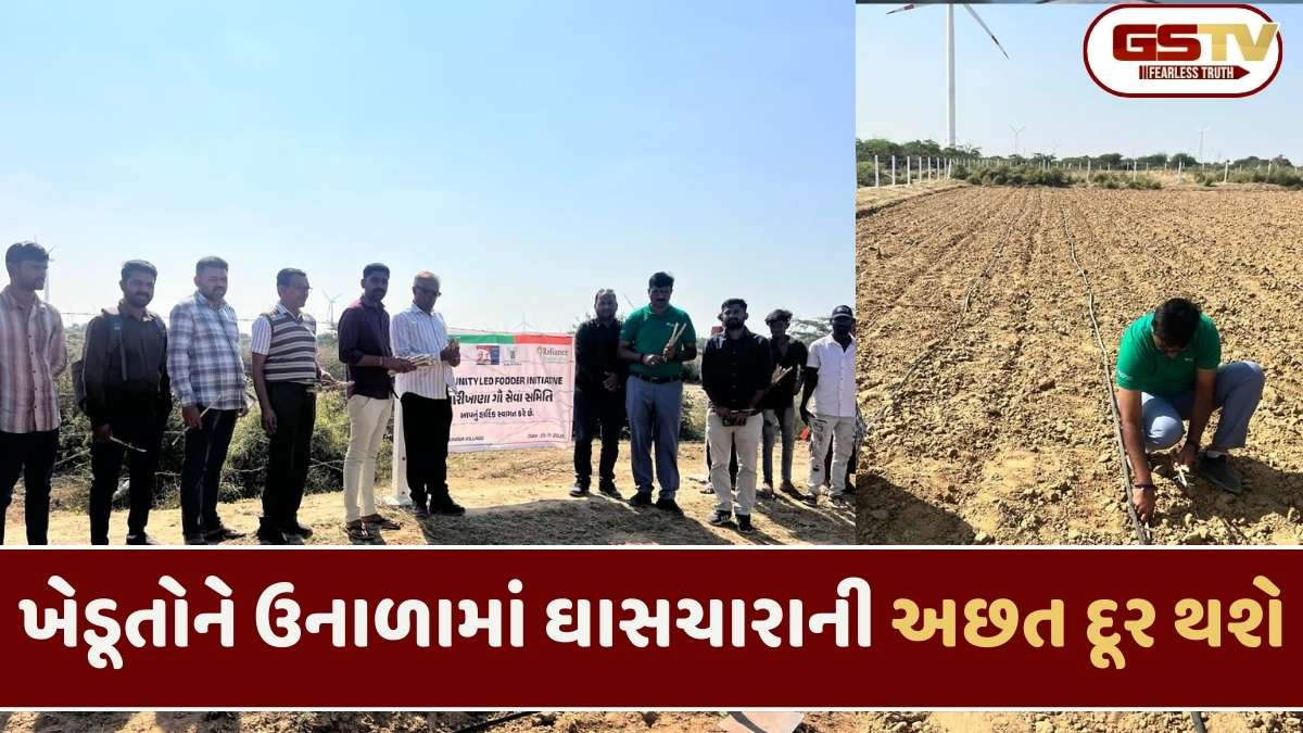 Kutch news: કચ્છમાં સામુદાયિક-ધોરણે લીલો ઘાસચારો ઉગાડવાની રિલાયન્સ ફાઉન્ડેશનના સહયોગથી પ્રારંભ