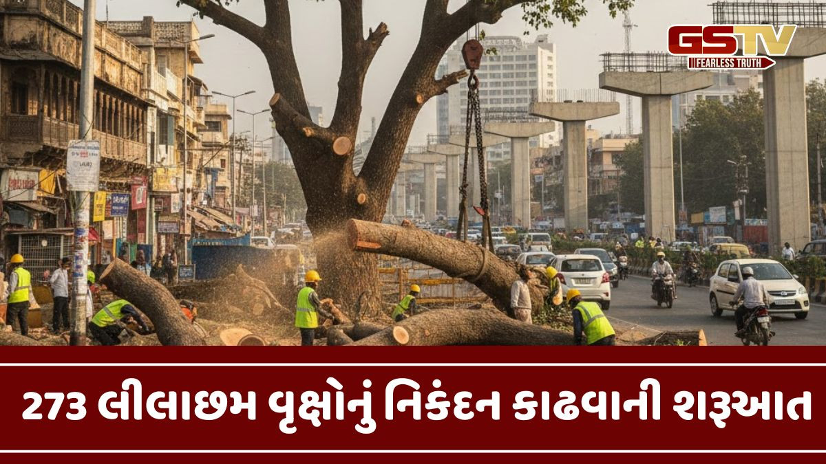 Ahmedabad: ઓવરબ્રિજ અને રોડ બનાવવા 50 વર્ષ જૂના લીલાછમ વૃક્ષોનું નિકંદન કાઢવાની મંજૂરી