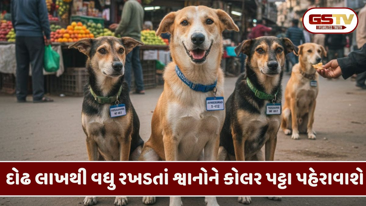 Ahmedabad: રખડતા શ્વાનોના ગળામાં પણ સિંહ જેવા કોલર પટ્ટા પહેરાવાશે, ચોક્કસ નંબર સાથે થશે નોંધણી