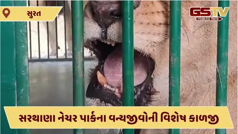Video/ કડકડતી ઠંડીમાં પ્રાણીઓની ચિંતા: Suratના સરથાણા નેચર પાર્કમાં વન્ય જીવો માટે તાપણાની વ્યવસ્થા