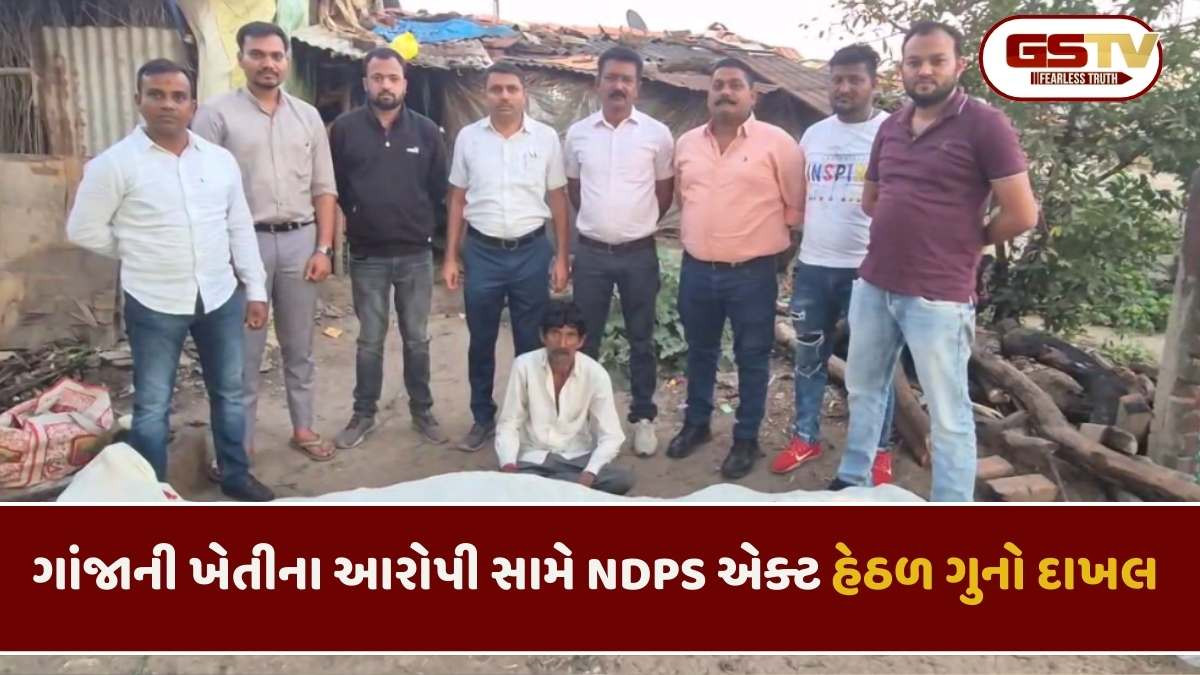 Bharuch news: માંચ ગામે ગાંજાની ખેતી ઝડપાઈ, રૂપિયા 11.20 લાખના ગાંજા સાથે 1 આરોપીની ધરપકડ         