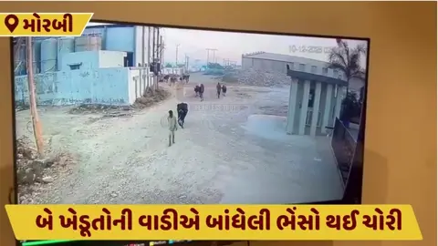Morbi: રાતાભેર ગામથી ચાર ભેંસો થઈ ચોરી, ઘટનાના સીસીટીવી આવ્યા સામે