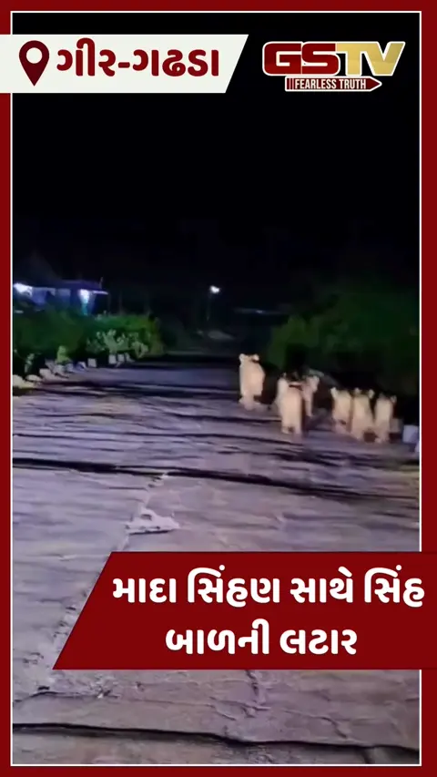 VIDEO: ગીર-ગઢડાના ફરેડા રોડ ઉપર એક સાથે 7 સિંહોનું ટોળું જોવા મળ્યું