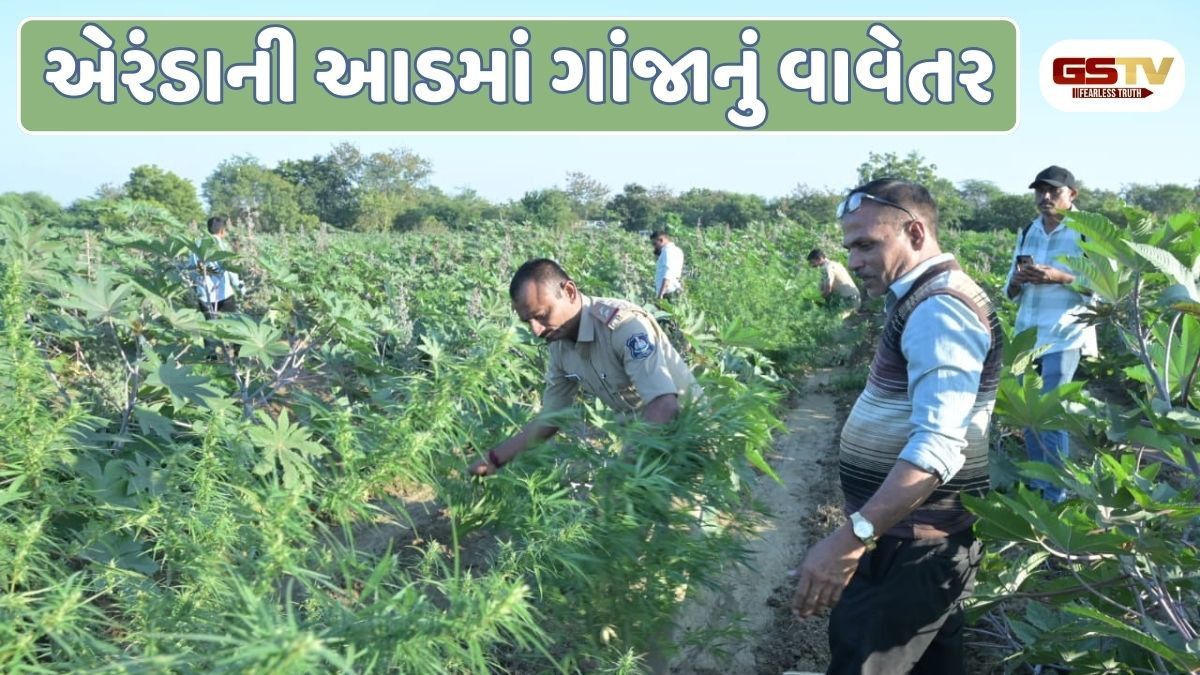 Mahisagar: એરંડાની આડમાં ગાંજાની ખેતી, 2 કરોડથી વધુનો જથ્થો થપ્ત