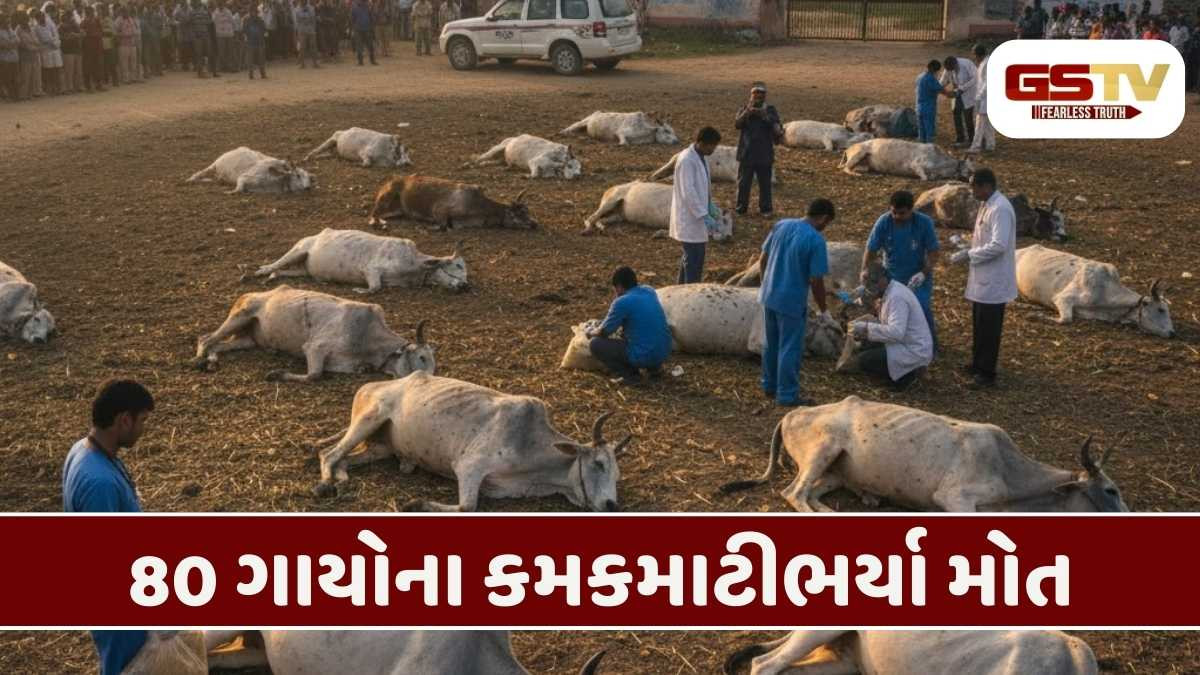 Rajkot/ કોટડાસાંગાણી ગૌશાળામાં 80 ગાયોના મોત, ઘાસચારામાં ઝેરની આશંકા