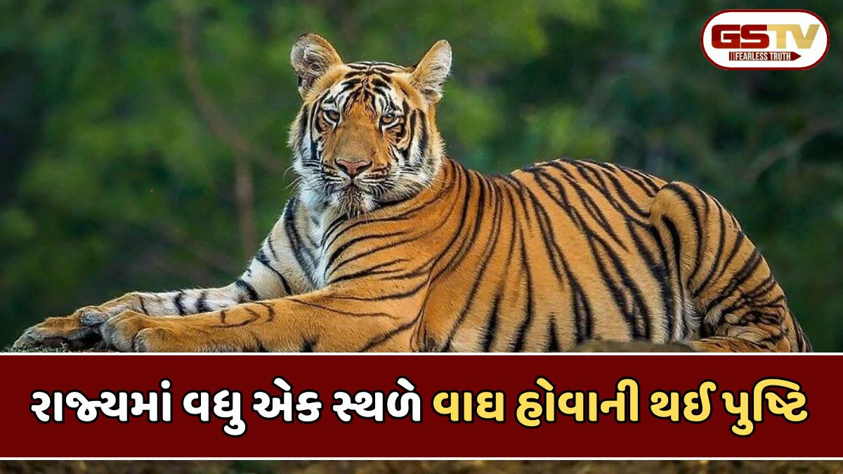 Chhota udaipur news: રાજ્યમાં વધુ એક સ્થળે વાઘે દેખા દીધી, વન વિભાગ દ્વારા હાથ ધરાયું મોનીટરિંગ