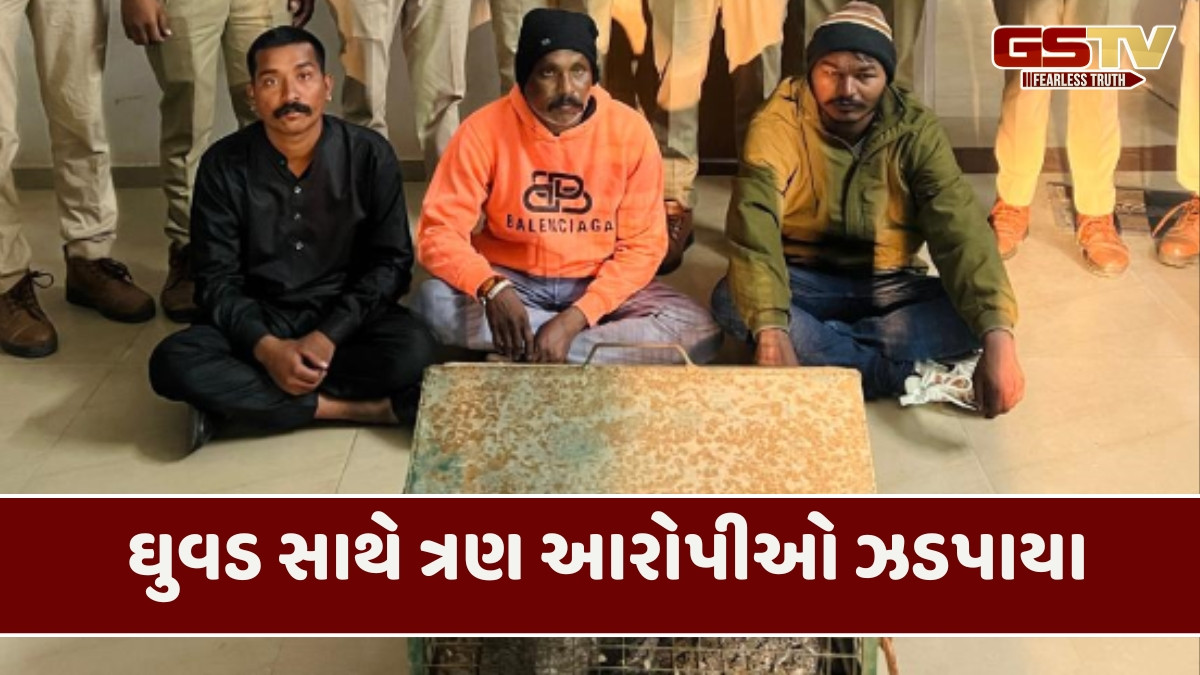 Aravalli news: માલપુર વન વિભાગે ઘુવડને બચાવ્યું, ત્રણ આરોપીઓ તાંત્રિક વિધિ માટે લાવ્યા હતા