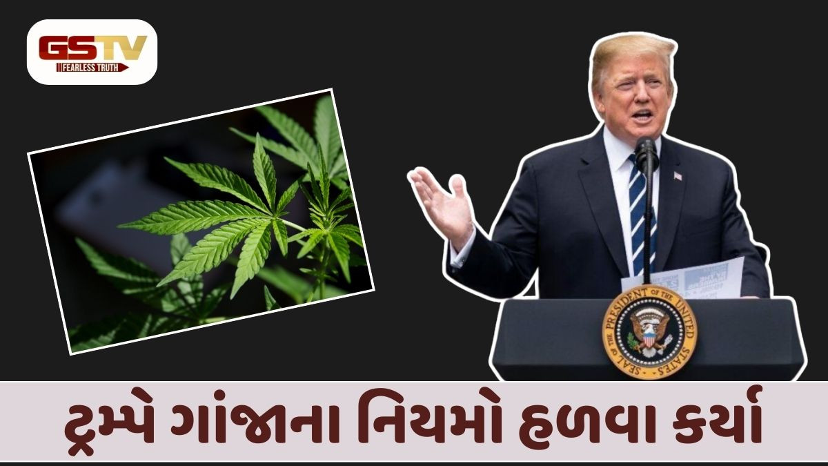 ટ્રમ્પે ગાંજાના નિયમો હળવા કર્યા, નશો નહીં કરી શકાય; આ કામમાં ઉપયોગમાં લેવાશે