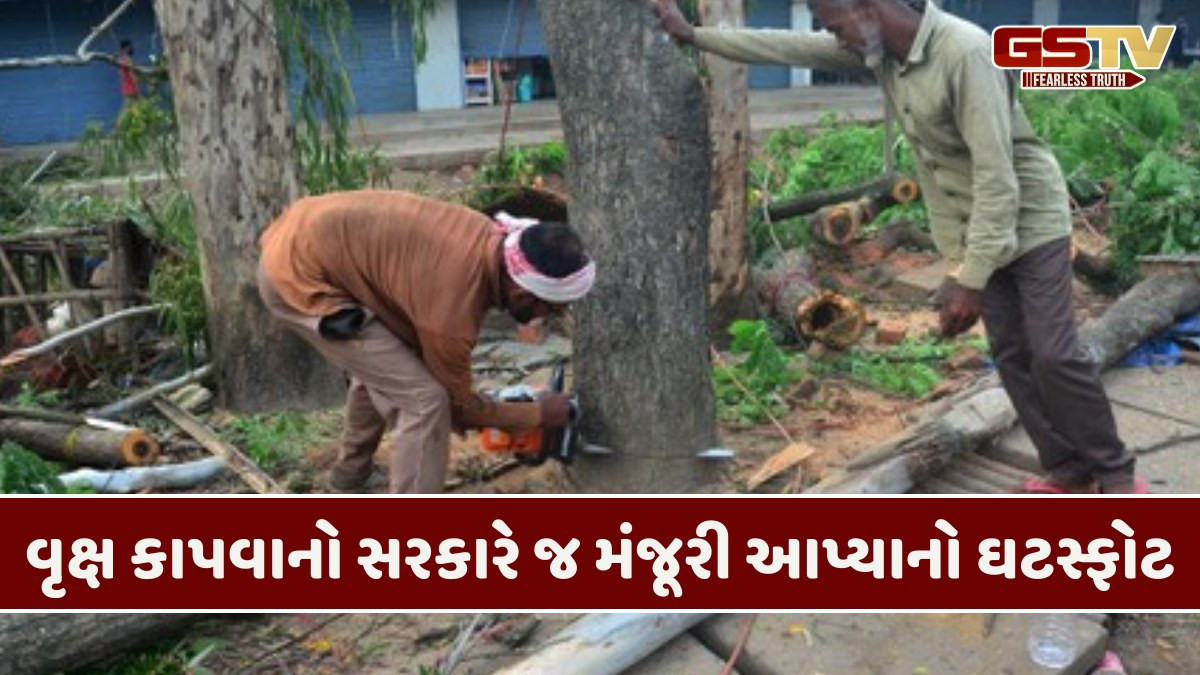 Gujarat news:  વૃક્ષારોપણના કાર્યક્રમ યોજી કરોડોનું આંધણ, વિકાસના બહાને રાજ્યમાં 2.36 લાખ ઘટાદાર વૃક્ષો કપાયા