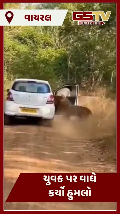 VIDEO : કાર ચાલકને જોતા જ વાઘ તૂટી પડ્યો, આ દૃશ્યો જોઈ તમે પણ ડરી જશો