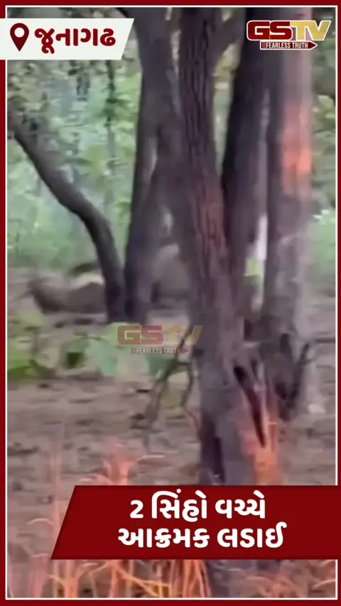 Video: ગીરના જંગલમાં વર્ચસ્વની જંગ, પ્રવાસીઓને જોવા મળ્યો અદ્ભુત નજારો