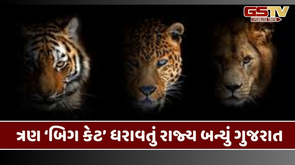 33 વર્ષ બાદ ગુજરાત ફરી 'ટાઈગર સ્ટેટ', સિંહ, દીપડા અને વાઘ ધરાવતું દેશનું એકમાત્ર રાજ્ય