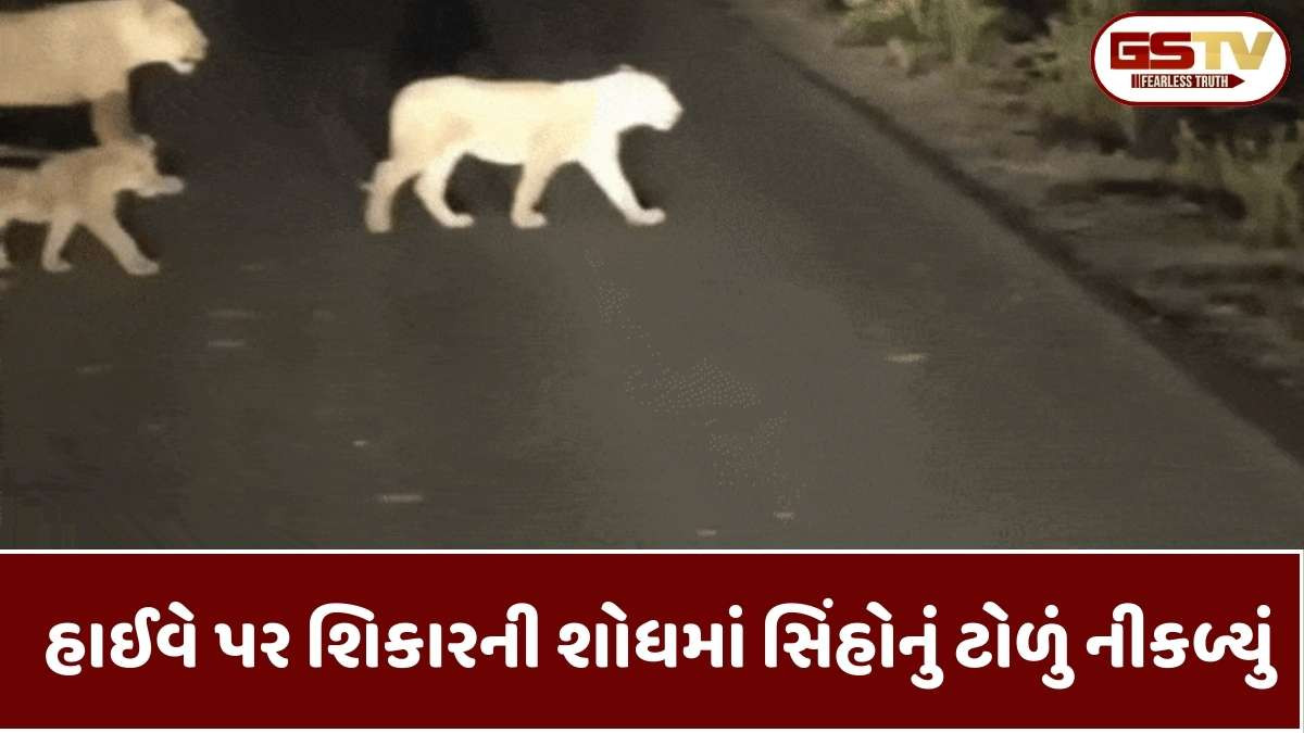 Amreli news: ધારીમાં એકસાથે 15 સિંહ રોડ પર આવી ચઢયા, સિંહના ટોળાનો વીડિયો કેમેરામાં કેદ થયો