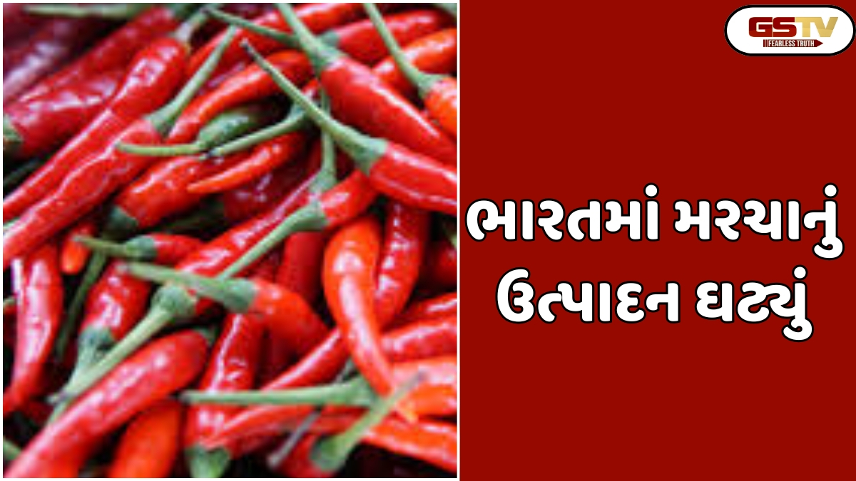Business Plus: મરચામાં પાક ઘટવા છતા કેરી ફોરવર્ડ સ્ટોકના પગલે પુરવઠો જળવાયો