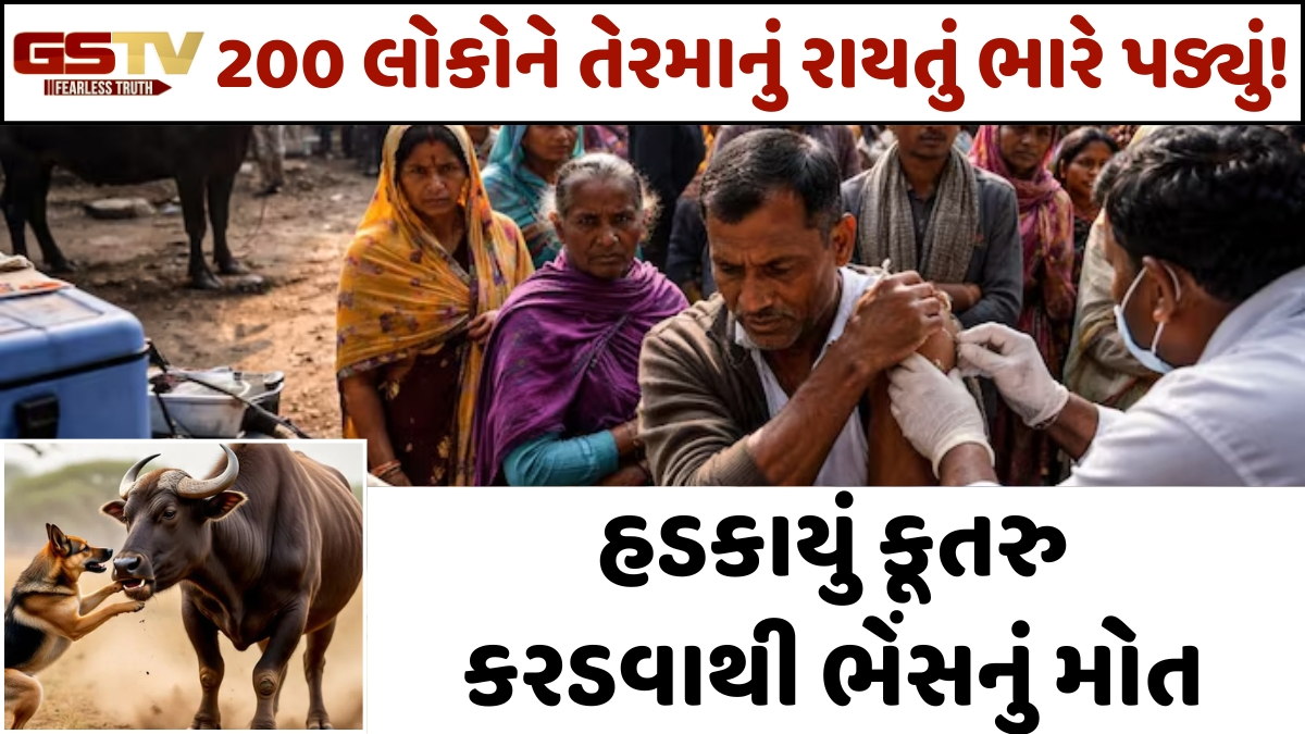હડકાયું કૂતરુ કરડવાથી ભેંસનું મોત, તેરમાના ભોજનમાં રાયતું ખાનારા 200 લોકોને રેબીઝનું જોખમ?
