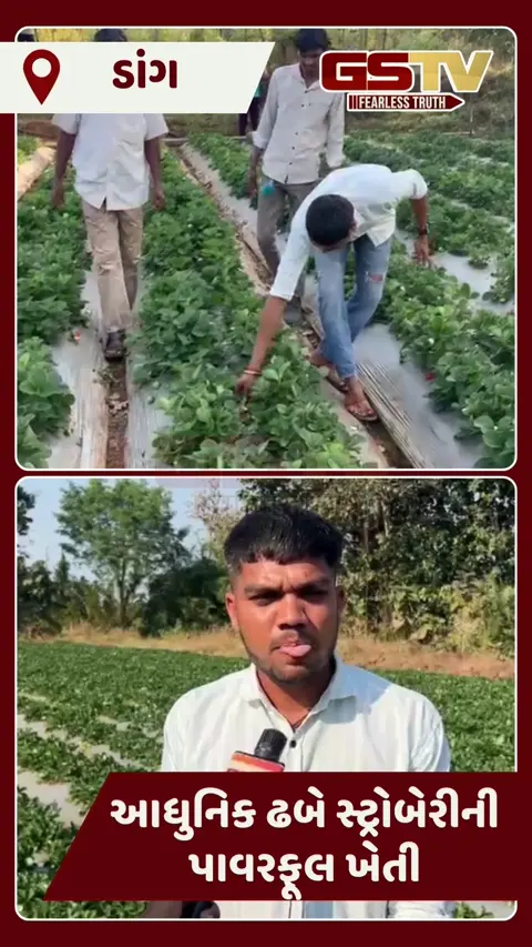 Dang News: મોટા માળુંગાના ખેડૂતે સ્ટ્રોબેરીમાં કાઠું કાઢ્યું, 2 એકરમાંથી લેશે 20 લાખથી વધુની આવક