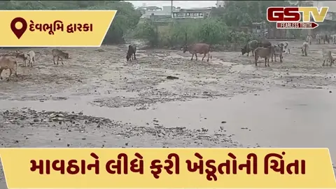  VIDEO: ભરશિયાળે અષાઢી માહોલ, ખંભાળિયા અને કલ્યાણપુર પંથકમાં માવઠું