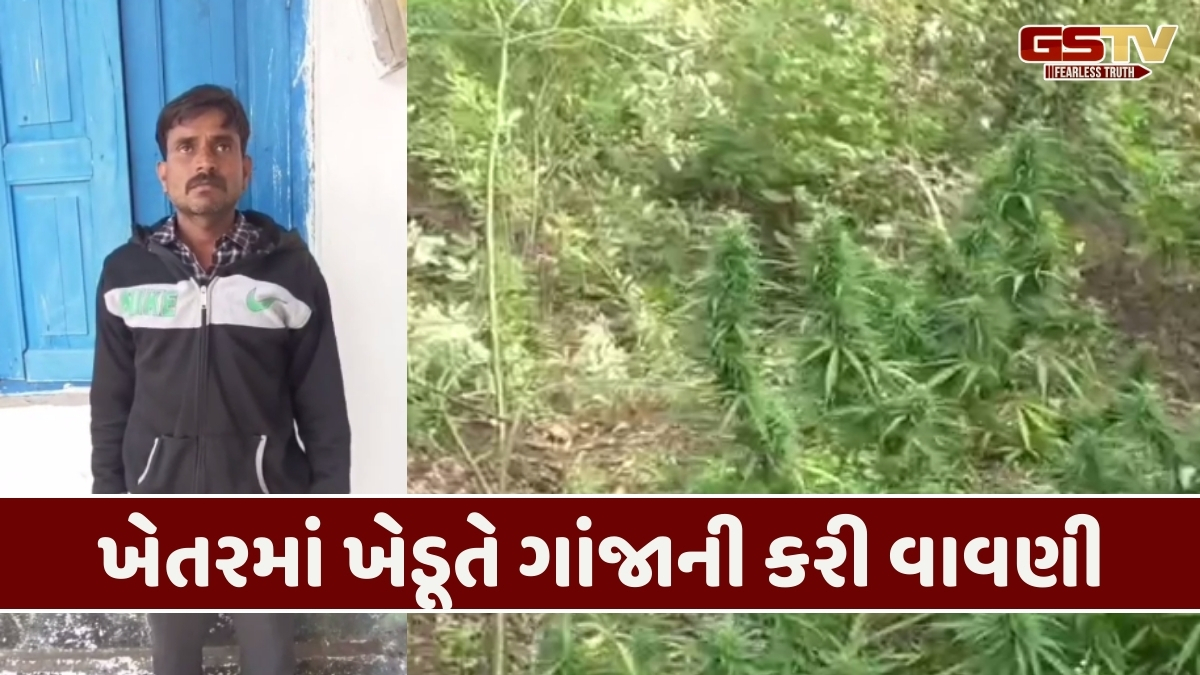Chhota Udepur: સીંગલદા ગામમાં કપાસની આડમાં કરાયેલું ગાંજાનું વાવેતર ઝડપાયું