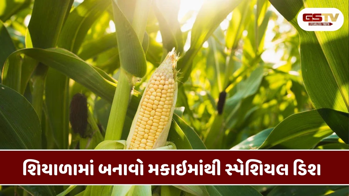 Recipe : શિયાળામાં બનાવો મકાઇમાંથી સ્પેશિયલ ડિશ, સ્વાદ એવો આવશે કે રહી જશો આંગળા ચાટતા