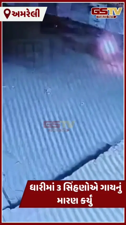Video: Amreliના ધારીમાં 3 સિંહણોએ ગાયનું કર્યું મારણ, દ્રશ્યો CCTVમાં કેદ