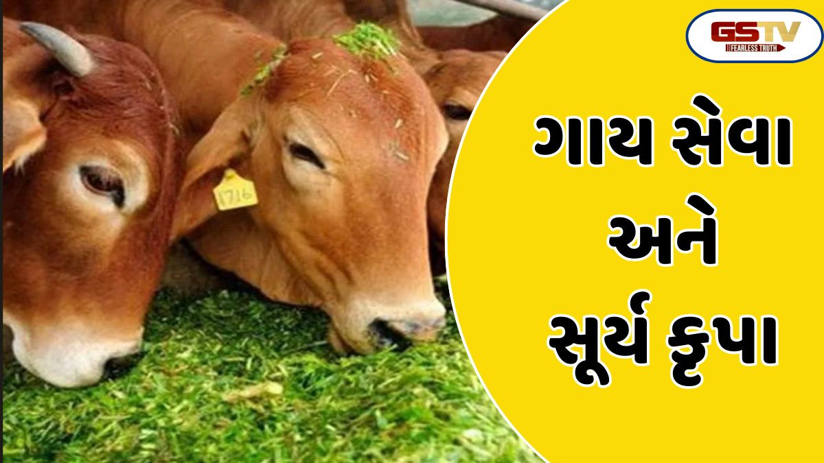 Religion: ગાયને દરરોજ આ વસ્તુઓ ખવડાવો અને સૂર્ય દેવના આશીર્વાદથી સફળતા મેળવો