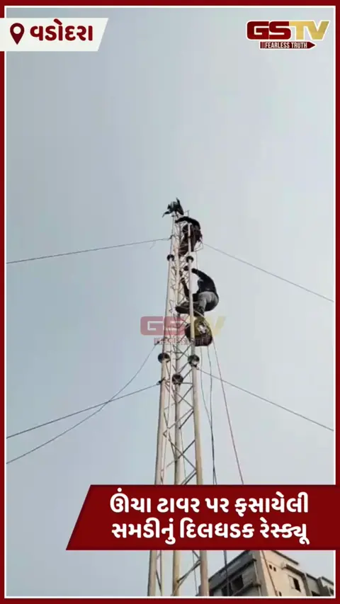 Video: Vadodaraના છાણીમાં 50 ફૂટ ઊંચા ટાવર પર ફસાયેલી સમડીનું દિલધડક રેસ્ક્યૂ