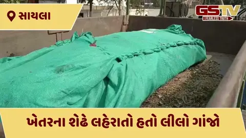 VIDEO: સાયલાના ગોસળ ગામમાં પોલીસે પાડ્યા દરોડા, ગાંજાના વાવેતરનો પર્દાફાશ