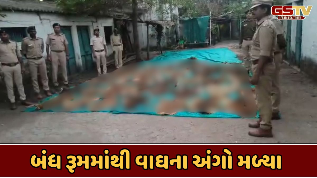 Narmada news: મંદિરના બંધ રૂમમાંથી વાઘના 37 શંકાસ્પદ ચામડા અને નખ મળ્યા, વન વિભાગ પણ ચોંકી ઉઠ્યું