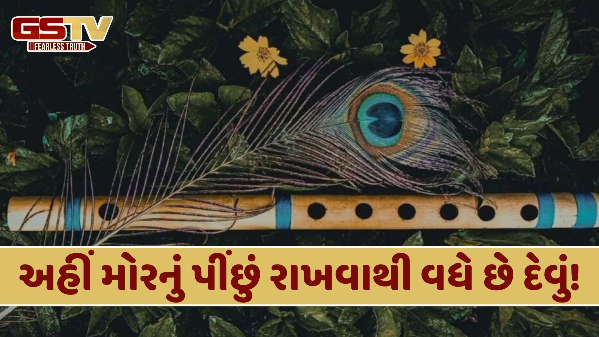 જાણો સુખ અને સમૃદ્ધિ મેળવવા માટે મોર પીંછને ક્યાં રાખવું અને ક્યાં નહીં