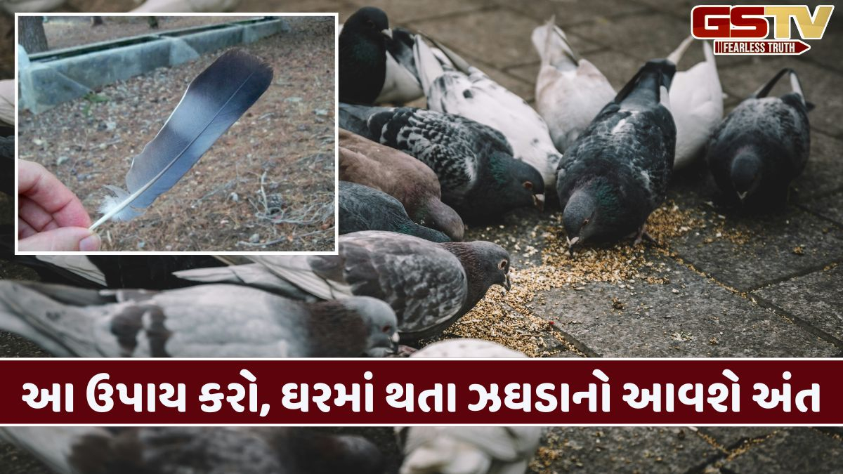 તમારા ઘરના આ ખૂણામાં શાંતિથી કબૂતરનું પીંછું મૂકો અને જુઓ જાદુ!