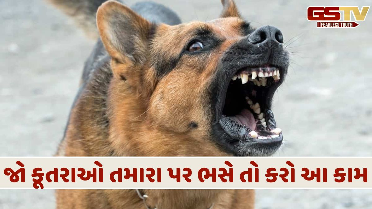 શ્વાનનું ઉશ્કેરણી વગર ભસવું એ માત્ર એક સંયોગ નથી! તેની પાછળ છે ચાર મુખ્ય જ્યોતિષીય કારણો