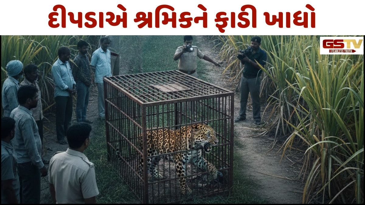 Gir Somnath: શૌચક્રિયા માટે ગયેલા મજૂરને દીપડાએ ફાડી ખાધો, વન વિભાગે ૩૦ મિનિટમાં દીપડાને કર્યો કેદ