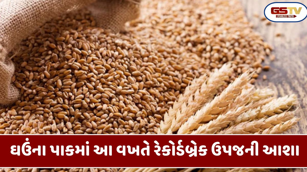 Business Plus: ઘઉંમાં આ વર્ષે મોટા પાયે વાવેતર થતાં પાકમાં નવો રેકોર્ડ રચાય તેવી આશા
