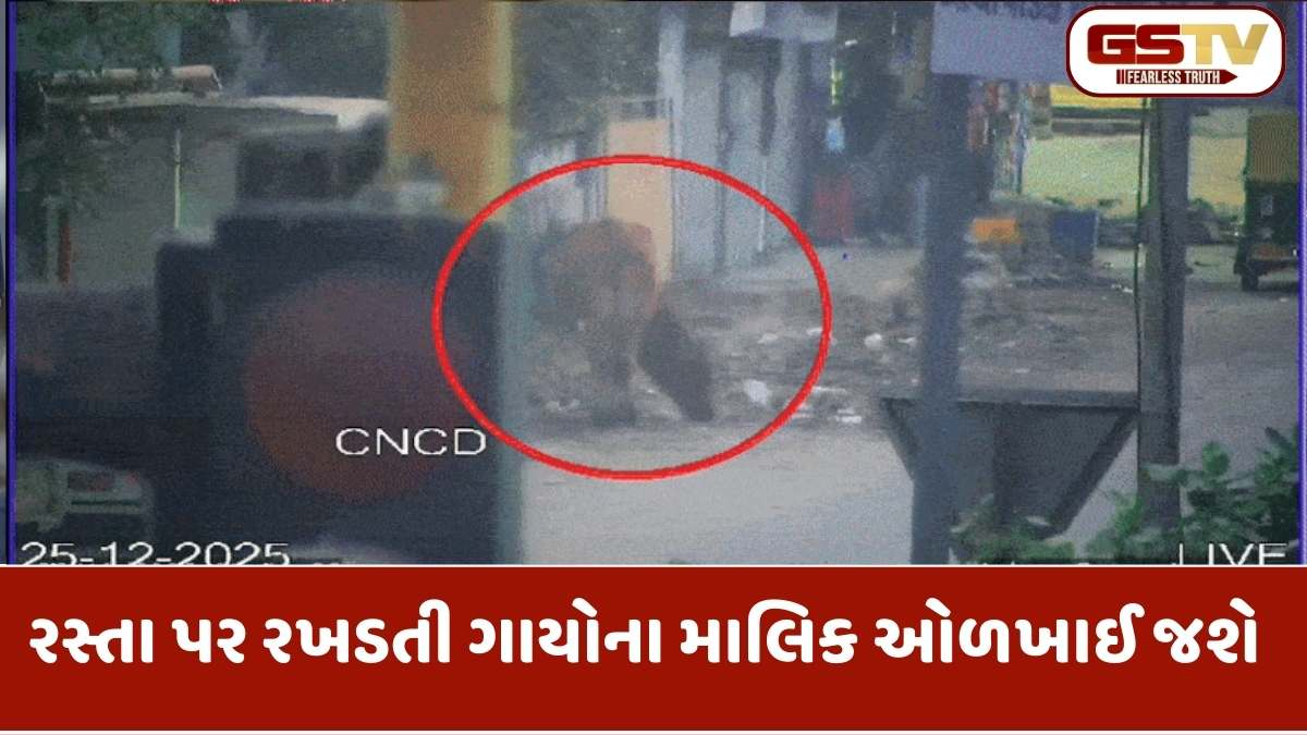 અમદાવાદમાં 'ગાય'ની ઓળખ હવે સ્માર્ટ રીતે થશે: AI અને CCTVથી સ્કેન થશે 'નોઝ પ્રિન્ટ', રખડતા ઢોરના માલિકોની ખેર નથી!