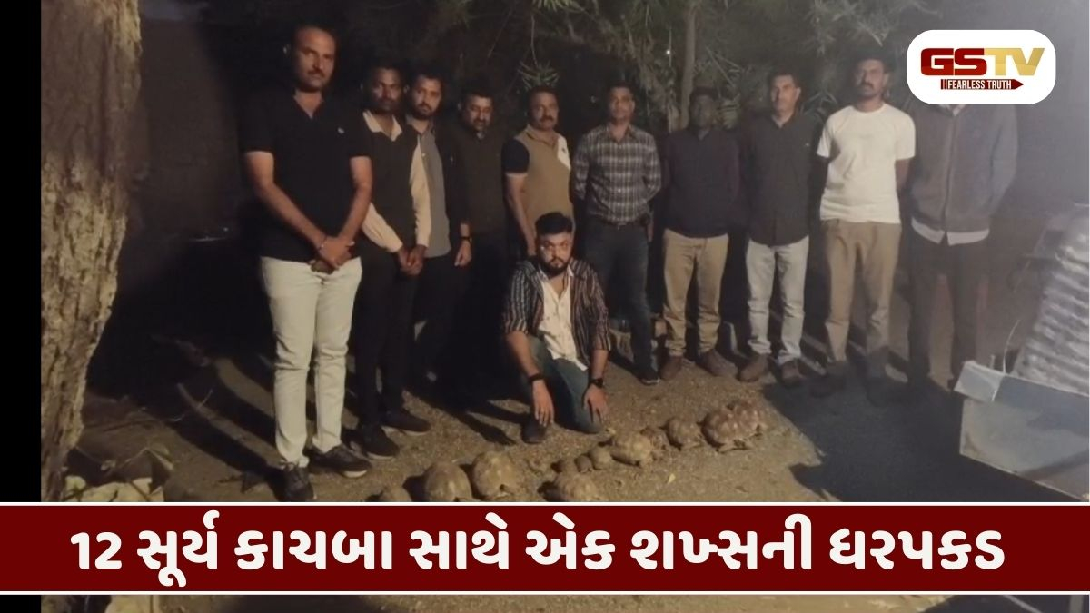 Dwarka/ ભાણવડમાં સૂર્ય કાચબાની તસ્કરીનું નેટવર્ક ઝડપાયું, 1ની ધરપકડ