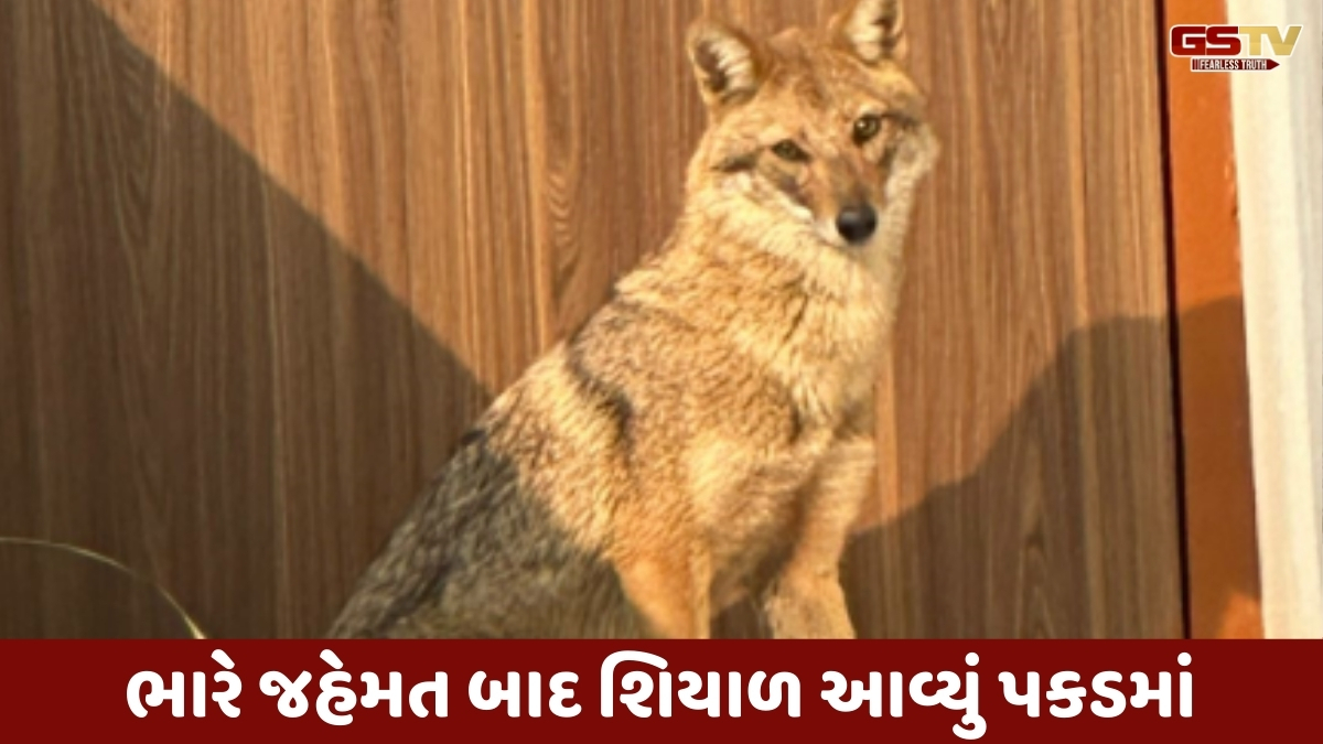 Vadodara news: સમા વિસ્તારના કોમ્પલેક્સમાં શિયાળ ઘૂસ્યું, વન વિભાગની ટીમે ભારે જહેમત બાદ પકડ્યું