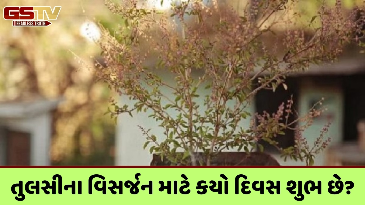 Religion: જો તુલસી સુકાઈ જાય તો ન કરો આ ભૂલો, જાણો તેના વિસર્જનની યોગ્ય પદ્ધતિ