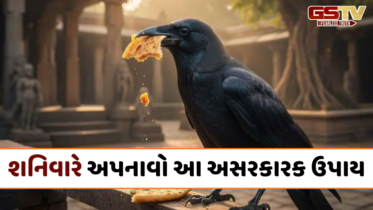 Religion: શનિવારે કાગડાને ખવડાવો આ વસ્તુઓ, પિતૃદોષ અને શનિ દોષ સહિતની સમસ્યામાંથી મળશે રાહત!